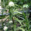 Cephalaria gigantea 